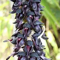 NeuroQuiet L-Dopa Bean Mucuna Pruriens dopamine support ingredient